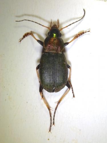 Réf. 233 000 : Chlaenius tibialis